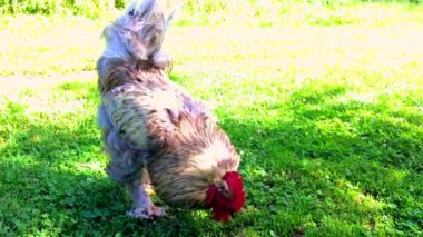 Yeşil çimenlerin üzerinde geleneksel kırsal çiftlik yiyecek arayan kuş horoz. Kırmızı sorguç, beyaz kabarık tüy, horoz sarı gagası ile horoz. Güzel uzun kuyruklu tavuk horoz, tavuk hayvan horoz.