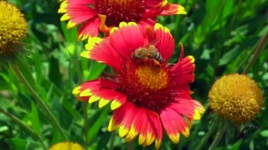 Kanatlı arı yavaşça bitkiye uçar, çiçekten özel arı kovanına bal koymak için nektar toplar. Güzel çiçekleri kapsayan bal tokası, arıların bacaklarında sarı polen. Tatlı nektar bal arısı.