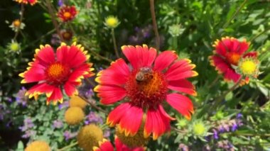 Kanatlı arı yavaşça bitkiye uçar, çiçekten özel arı kovanına bal koymak için nektar toplar. Güzel çiçekleri kapsayan bal tokası, arıların bacaklarında sarı polen. Tatlı nektar bal arısı.