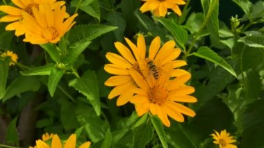 Kanatlı arı yavaşça bitkiye uçar, çiçekten özel arı kovanına bal koymak için nektar toplar. Güzel çiçekleri kapsayan bal tokası, arıların bacaklarında sarı polen. Tatlı nektar bal arısı.