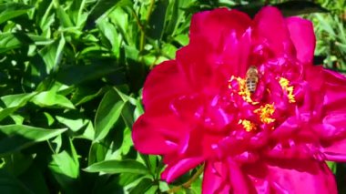 Kanatlı arı yavaşça bitkiye uçar, çiçekten özel arı kovanına bal koymak için nektar toplar. Güzel çiçekleri kapsayan bal tokası, arıların bacaklarında sarı polen. Tatlı nektar bal arısı.