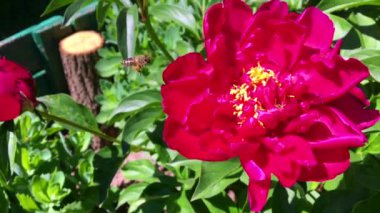 Kanatlı arı yavaşça bitkiye uçar, çiçekten özel arı kovanına bal koymak için nektar toplar. Güzel çiçekleri kapsayan bal tokası, arıların bacaklarında sarı polen. Tatlı nektar bal arısı.