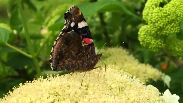 Gran Mariposa Negra Monarca Camina Sobre Planta Con Flores Hojas — Vídeo de stock