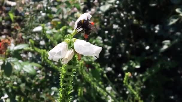 Winged Μέλισσα Πετάει Αργά Προς Φυτό Συλλέγουν Νέκταρ Για Μέλι — Αρχείο Βίντεο