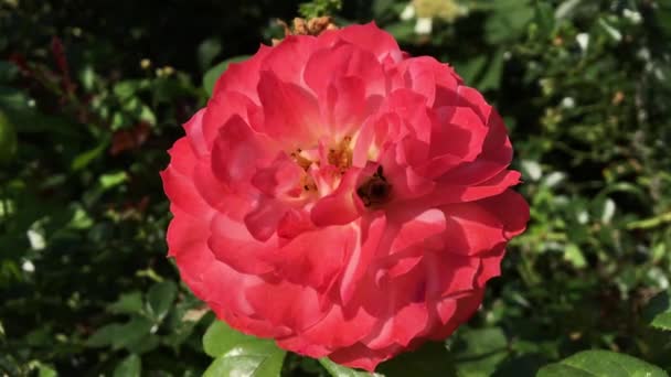 Winged Bee Slowly Flies Plant Collect Nectar Honey Private Apiary — Stock Video