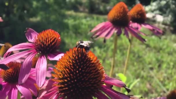 有翅膀的蜜蜂慢慢飞向植物 从花朵中采集蜂蜜花蜜 蜂蜜夹 由美丽的花朵 蜜蜂腿上的黄色花粉组成 甜蜜蜜蜂蜜蜜 — 图库视频影像