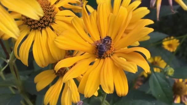 Abeille Ailée Vole Lentement Plante Recueillir Nectar Pour Miel Sur — Video