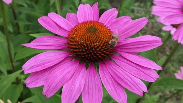 Winged Bee Slowly Flies Plant Collect Nectar Honey Private Apiary — Stock Video