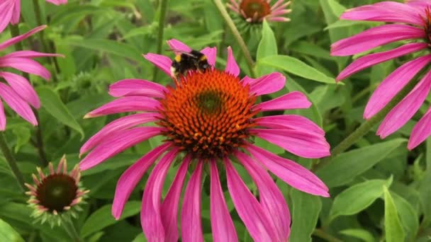 Крылатая Пчела Медленно Летит Растению Собирает Нектар Меда Частной Пасеке — стоковое видео