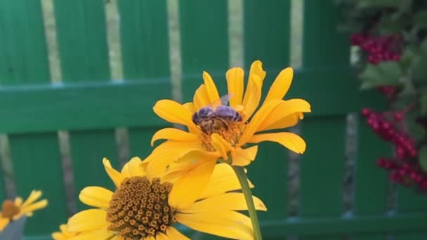 Okřídlená včela pomalu letí k rostlině, sbírá nektar pro med na soukromé včelíně z květu. Medový klip skládající se z krásných květin, žlutého pylu na včelích nohách. Sladký medový nektar včelí med.