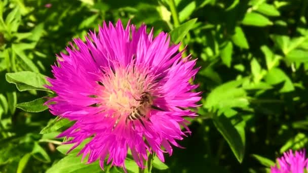 羽のついた蜂はゆっくりと植物に飛び 花から自家製の桃に蜜を集めます ミツバチの足の上に美しい花 黄色の花粉で構成される蜂蜜クリップ 甘い蜜蜜蜜蜜蜜 — ストック動画