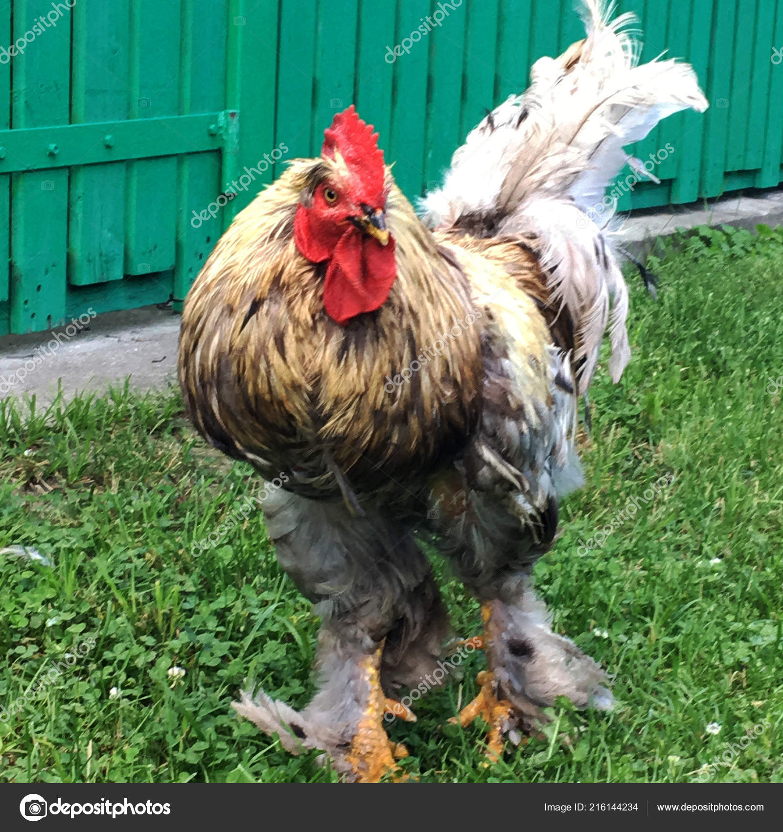 Coq Oiseaux Recherche Nourriture Dans Herbe Verte Sur Basse