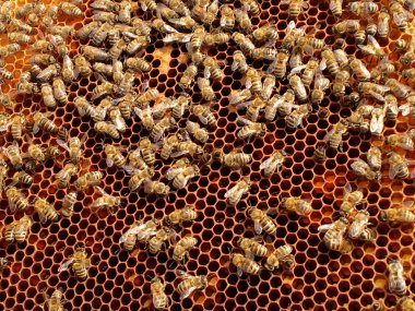 Arka plan altıgen doku, balmumu petek arı kovanı üzerinden altın bal ile dolu. Makro fotoğrafçılık balmumu, arı kovanı sarı tatlı baldan oluşan petek. Arılar peteğin tatlım nektarı.