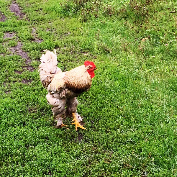 鳥酉伝統的な農村部の農場で緑の草に食べ物を探してします コックの黄色いくちばし 白いフワフワした羽の赤いとさかのオンドリ 美しい長い尾を持つ鶏鶏 鶏動物のコック — ストック写真