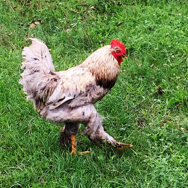 鳥酉伝統的な農村部の農場で緑の草に食べ物を探してします コックの黄色いくちばし 白いフワフワした羽の赤いとさかのオンドリ 美しい長い尾を持つ鶏鶏 鶏動物のコック — ストック写真