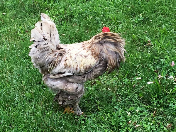 Coq Oiseau Recherche Nourriture Dans Herbe Verte Sur Basse Cour — Photo