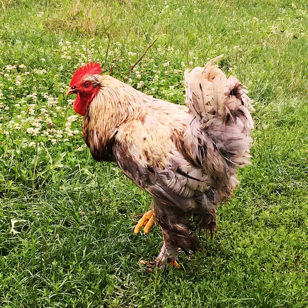 Madár Kakas Keres Élelmiszer Zöld Fűben Hagyományos Vidéki Barnyard Piros — Stock Fotó