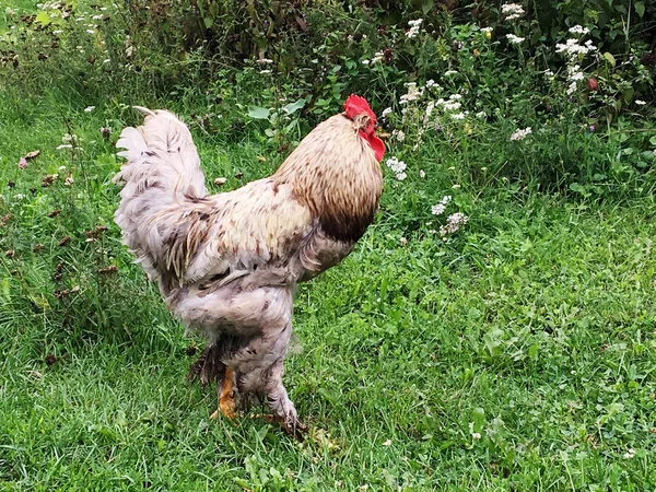 Jídlo Zelené Trávě Tradiční Venkovské Barnyard Kohout Pták Kohout Červeným — Stock fotografie