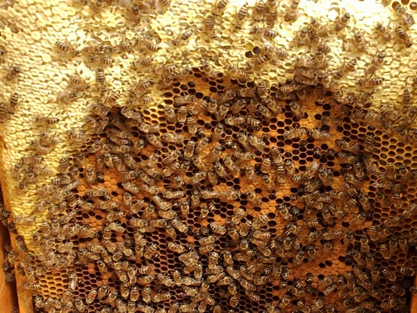 Textura Hexágono Fondo Panal Cera Una Colmena Abejas Llena Miel — Foto de Stock