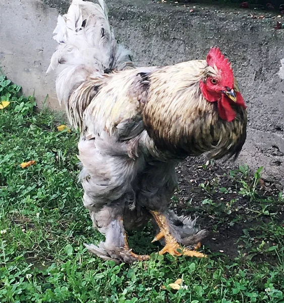 Bird Rooster Looking Food Green Grass Traditional Rural Barnyard Rooster — Stock Photo, Image