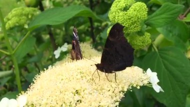 Büyük siyah kelebek Monarch çiçekli bitki yürür ve besleme sonra yeşil yaprakları. Güzel parlak kanatlarını sallayarak bir çiçek uçan Kelebek monarch. Bıyıklı kelebek uçup.