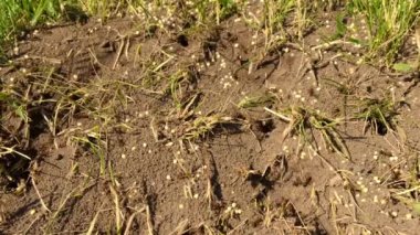 Vahşi kahverengi karıncalar karınca yuvalarının etrafında toplanıyor. Ormanda kuru yaprakların arasında Anthill. Emmet 'te çalışan böcekler yerdeki deliğin etrafında koşuyorlar, makro karınca yuvası. Karınca yuvasında karınca yuvası.