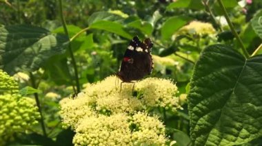 Büyük siyah kelebek Monarch çiçekli bitki yürür ve besleme sonra yeşil yaprakları. Güzel parlak kanatlarını sallayarak bir çiçek uçan Kelebek monarch. Bıyıklı kelebek uçup.