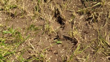 Vahşi kahverengi karıncalar karınca yuvalarının etrafında toplanıyor. Ormanda kuru yaprakların arasında Anthill. Emmet 'te çalışan böcekler yerdeki deliğin etrafında koşuyorlar, makro karınca yuvası. Karınca yuvasında karınca yuvası.