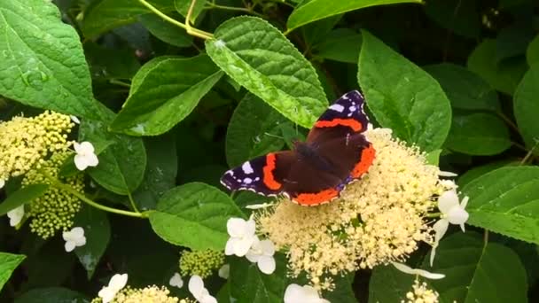 Grote Zwarte Vlinder Monarch Wandelingen Plant Met Bloemen Groene Bladeren — Stockvideo