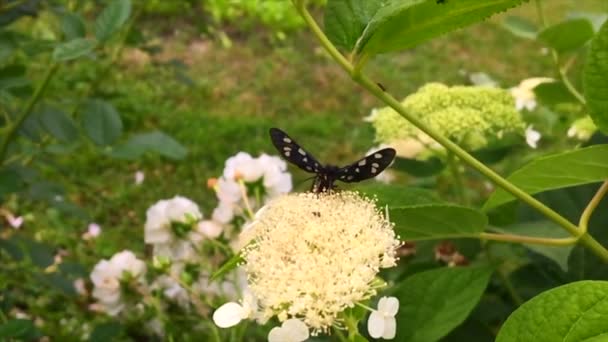 Большая Чёрная Бабочка Monarch Ходит Растению Цветами Зелёными Листьями После — стоковое видео