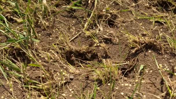 Formigas Castanhas Selvagens Rondar Formigueiros Formigueiro Floresta Entre Folhas Secas — Vídeo de Stock