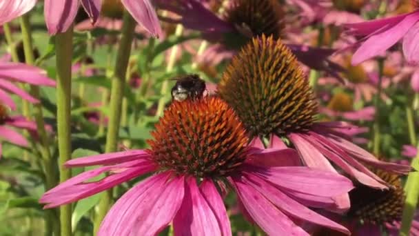 Winged Bee Slowly Flies Plant Collect Nectar Honey Private Apiary — Stock Video