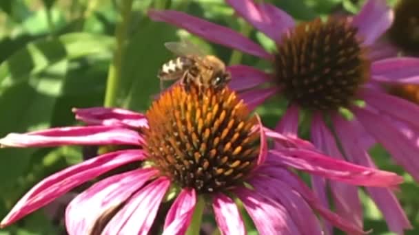 Gevleugelde Bij Vliegt Langzaam Naar Plant Verzamelt Nectar Voor Honing — Stockvideo