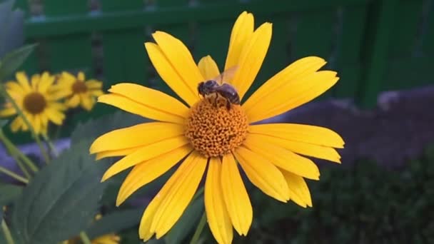 Abeja Alada Vuela Lentamente Planta Recoge Néctar Para Miel Colmenar — Vídeo de stock