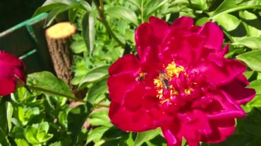 Kanatlı arı yavaşça bitkiye uçar, çiçekten özel arı kovanına bal koymak için nektar toplar. Güzel çiçekleri kapsayan bal tokası, arıların bacaklarında sarı polen. Tatlı nektar bal arısı.