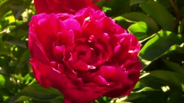 Kanatlı arı yavaşça bitkiye uçar, çiçekten özel arı kovanına bal koymak için nektar toplar. Güzel çiçekleri kapsayan bal tokası, arıların bacaklarında sarı polen. Tatlı nektar bal arısı.