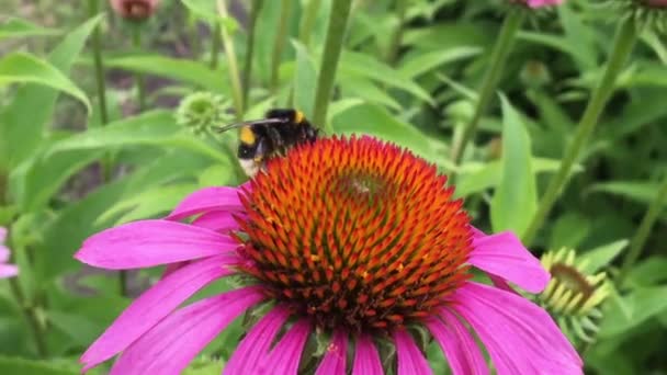 Abeja Alada Vuela Lentamente Planta Recoge Néctar Para Miel Colmenar — Vídeos de Stock