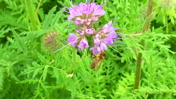 羽のついた蜂はゆっくりと植物に飛び 花から自家製の桃に蜜を集めます ミツバチの足の上に美しい花 黄色の花粉で構成される蜂蜜クリップ 甘い蜜蜜蜜蜜蜜 — ストック動画