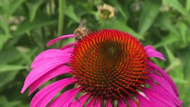Vinged Bee Flyger Långsamt Till Växten Samla Nektar För Honung — Stockvideo