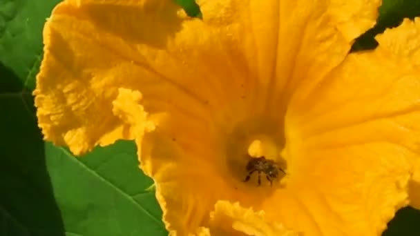 Abeja Alada Vuela Lentamente Planta Recoge Néctar Para Miel Colmenar — Vídeo de stock