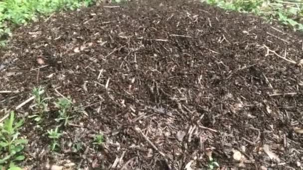 Wilde Braune Ameisen Wimmeln Ihre Ameisenhaufen Ameisenhaufen Wald Zwischen Den — Stockvideo