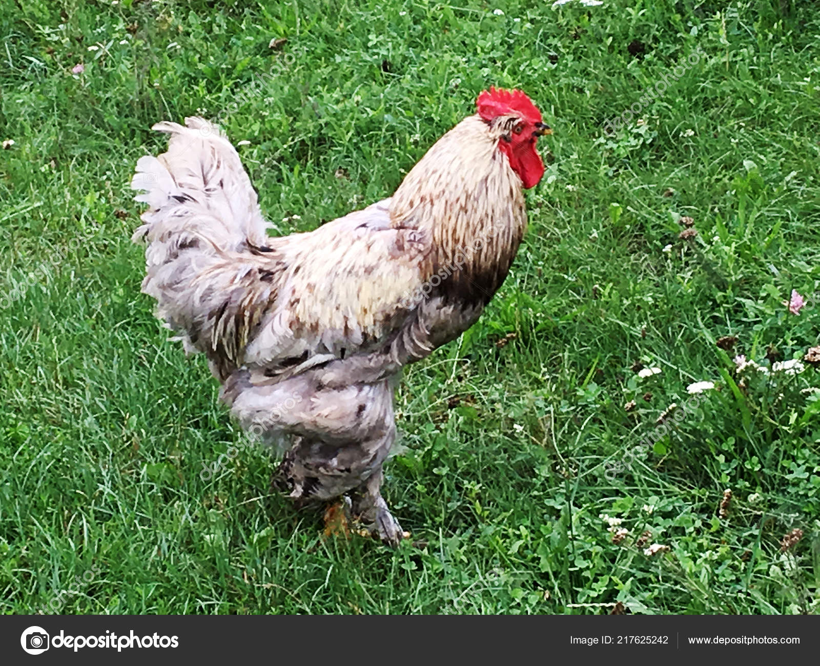 Coq Oiseaux Recherche Nourriture Dans Herbe Verte Sur Basse
