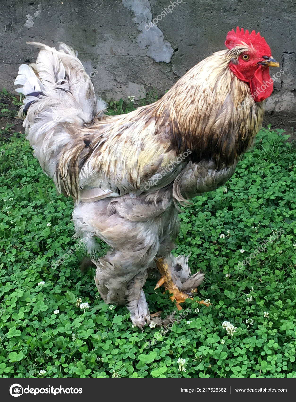 Coq Oiseaux Recherche Nourriture Dans Herbe Verte Sur Basse
