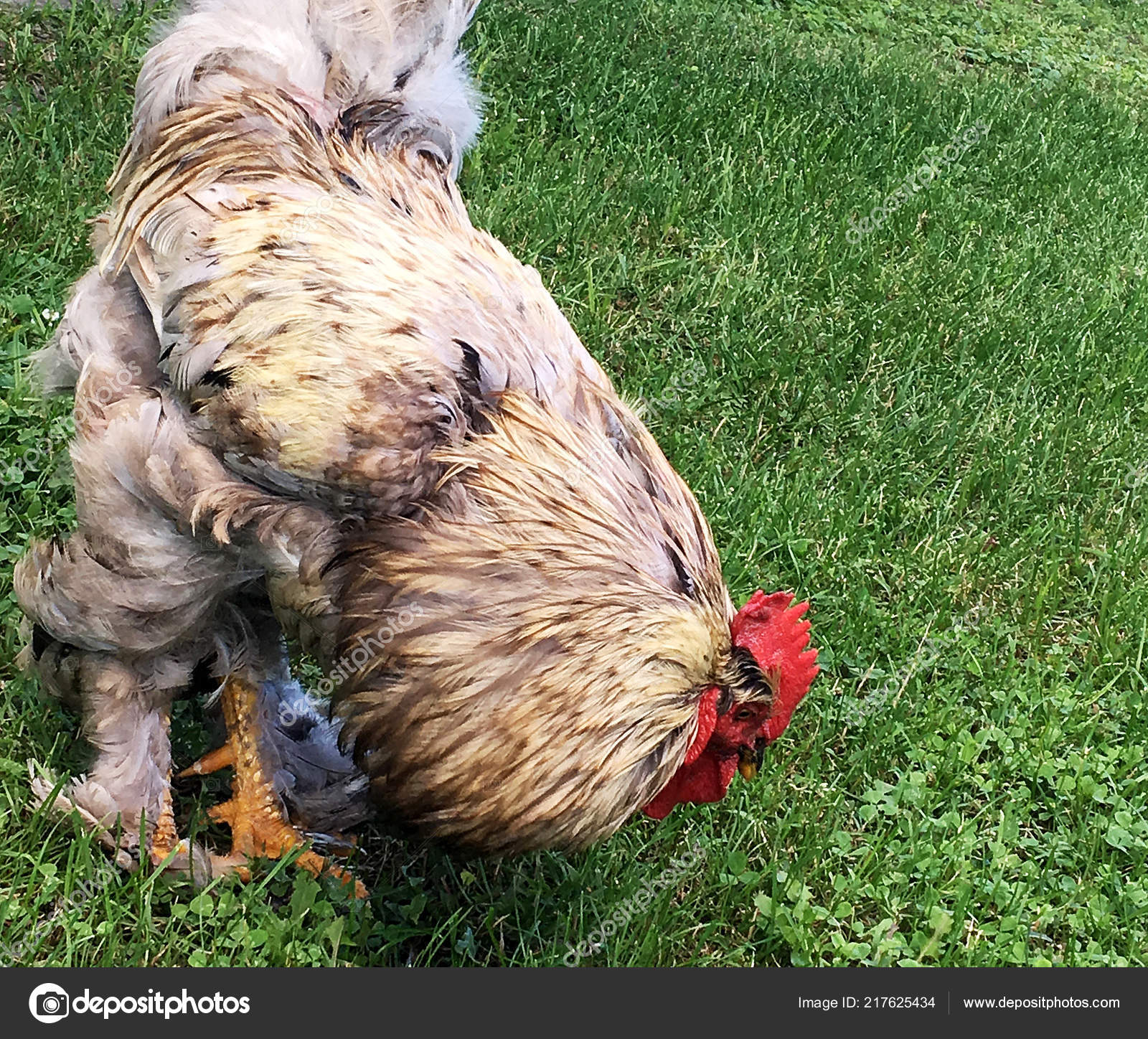 Coq Oiseaux Recherche Nourriture Dans Herbe Verte Sur Basse