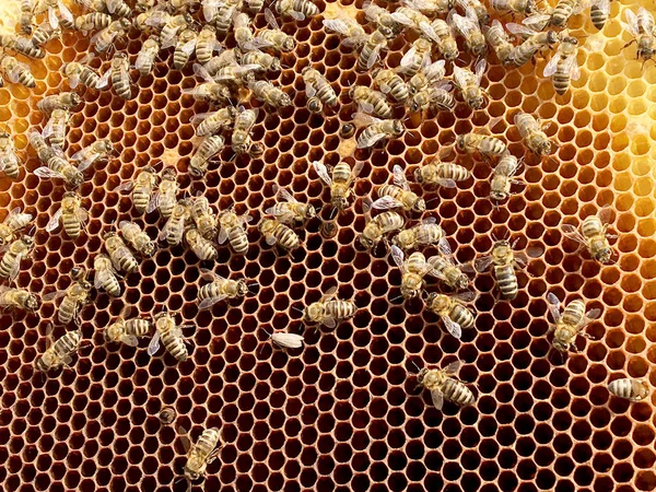 Фонова Шестикутна Текстура Воскова Сітка Бджолиного Вулика Наповнена Золотим Медом — стокове фото