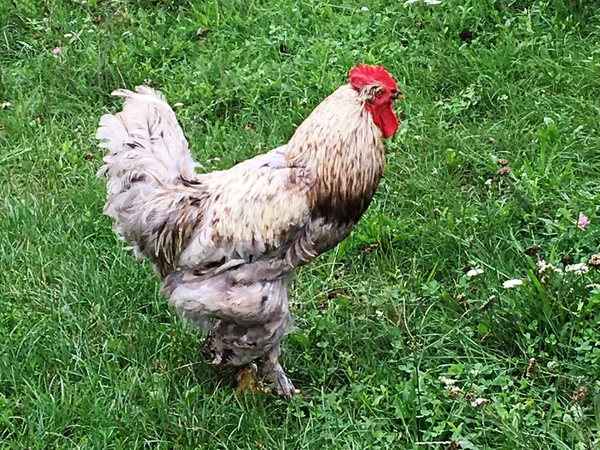 鳥酉伝統的な農村部の農場で緑の草に食べ物を探してします コックの黄色いくちばし 白いフワフワした羽の赤いとさかのオンドリ 美しい長い尾を持つ鶏鶏 鶏動物のコック — ストック写真