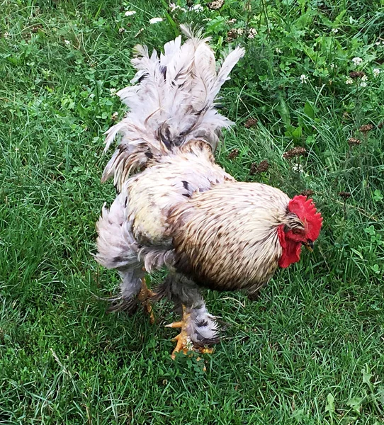 Coq Oiseau Recherche Nourriture Dans Herbe Verte Sur Basse Cour — Photo