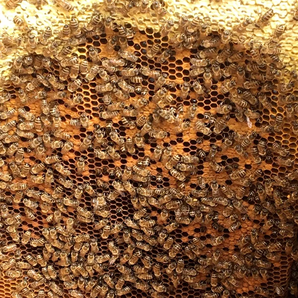 Sześciokąt Tekstura Wosk Plastra Miodu Ula Wypełnione Złoty Miód Strukturze — Zdjęcie stockowe