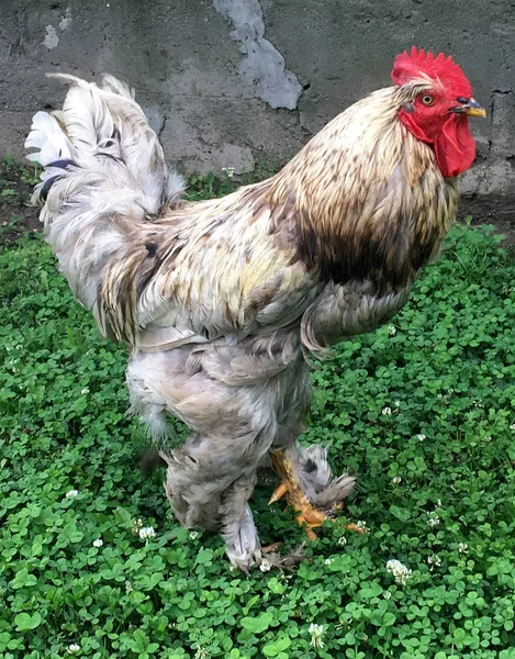 Bird Rooster Looking Food Green Grass Traditional Rural Barnyard Rooster — Stock Photo, Image