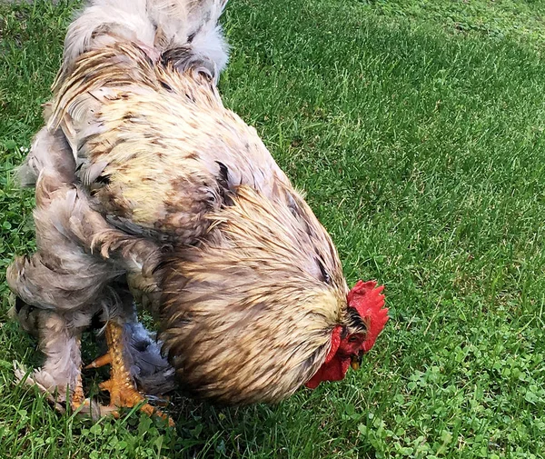 Coq Oiseau Recherche Nourriture Dans Herbe Verte Sur Basse Cour — Photo